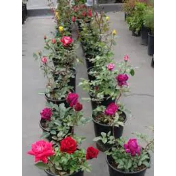 Pink Rose Plant